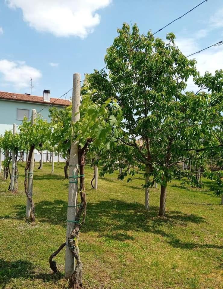 Bed and Breakfast La Cjase Di Pieri E Vilme Udine Exteriér fotografie
